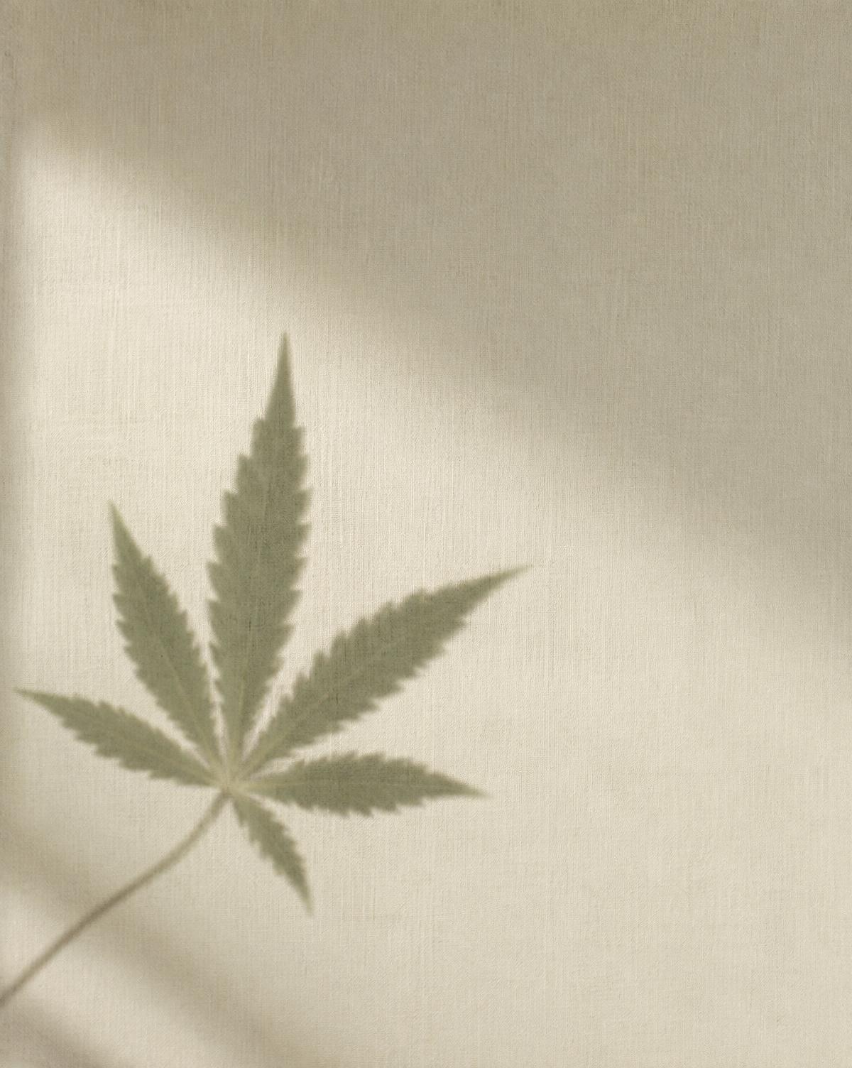 Ombre d'une feuille sur un mur de lin